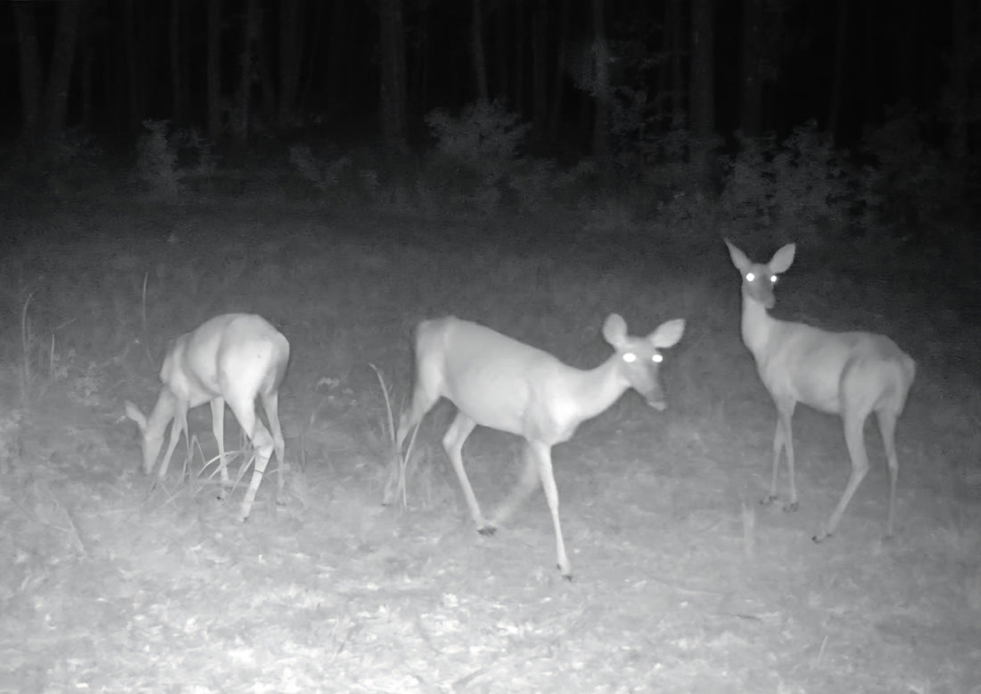 Attract the Does. Build the Pattern. Be Ready for the Bucks