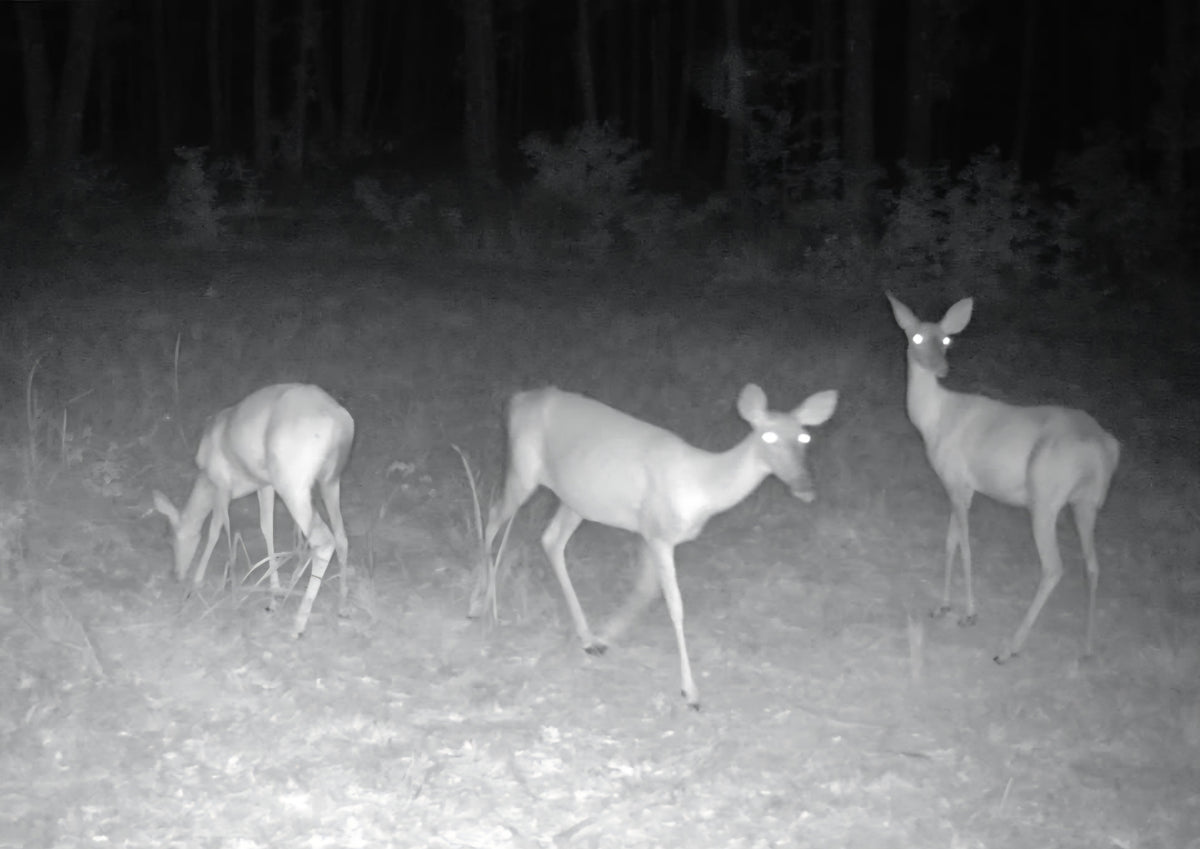 Attract the Does. Build the Pattern. Be Ready for the Bucks
