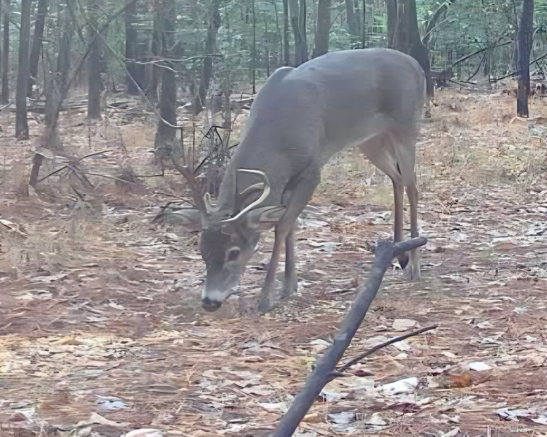 The Biggest Mistakes Hunters Make When Using Deer Attractants