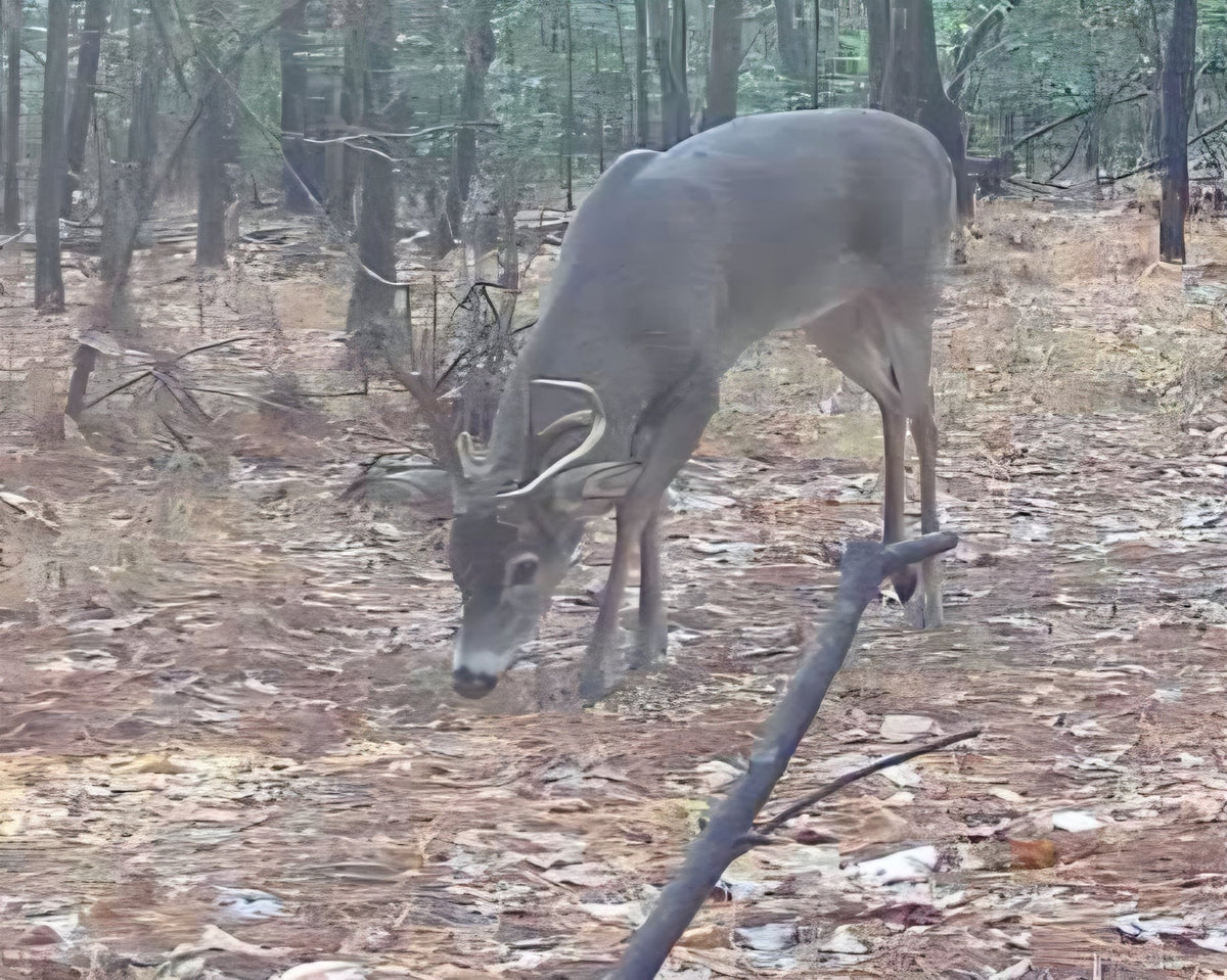 The Biggest Mistakes Hunters Make When Using Deer Attractants