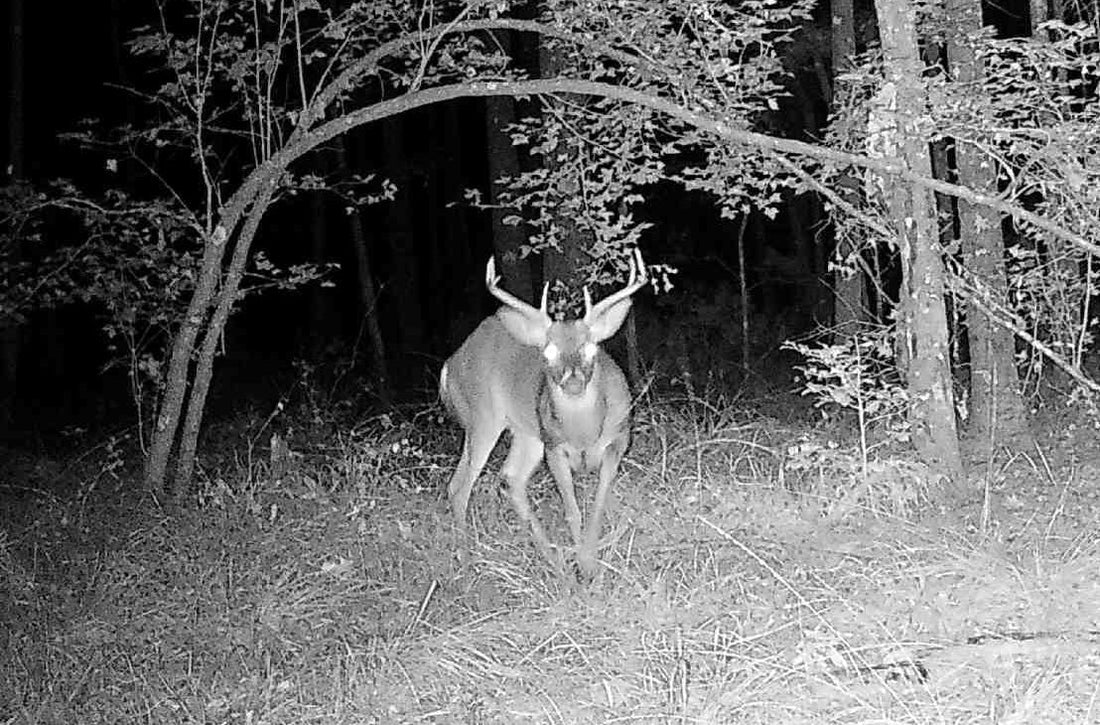 Why Independent Deer Attractant Testing Matters More Than Marketing Claims