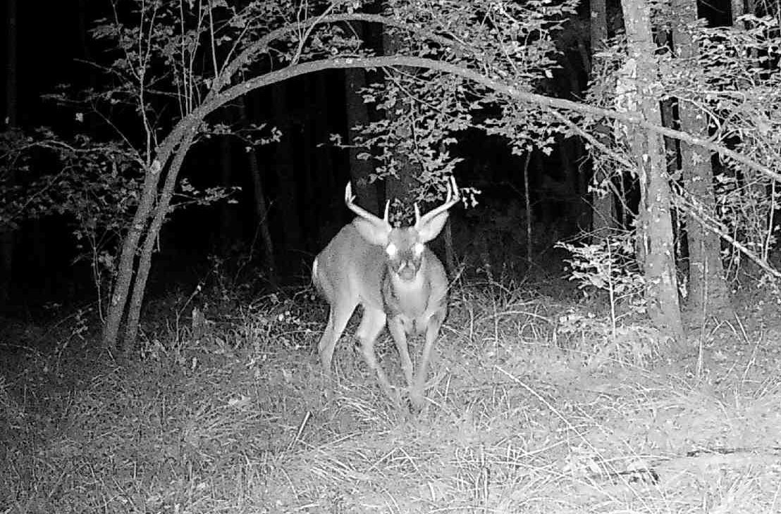 Why Independent Deer Attractant Testing Matters More Than Marketing Claims