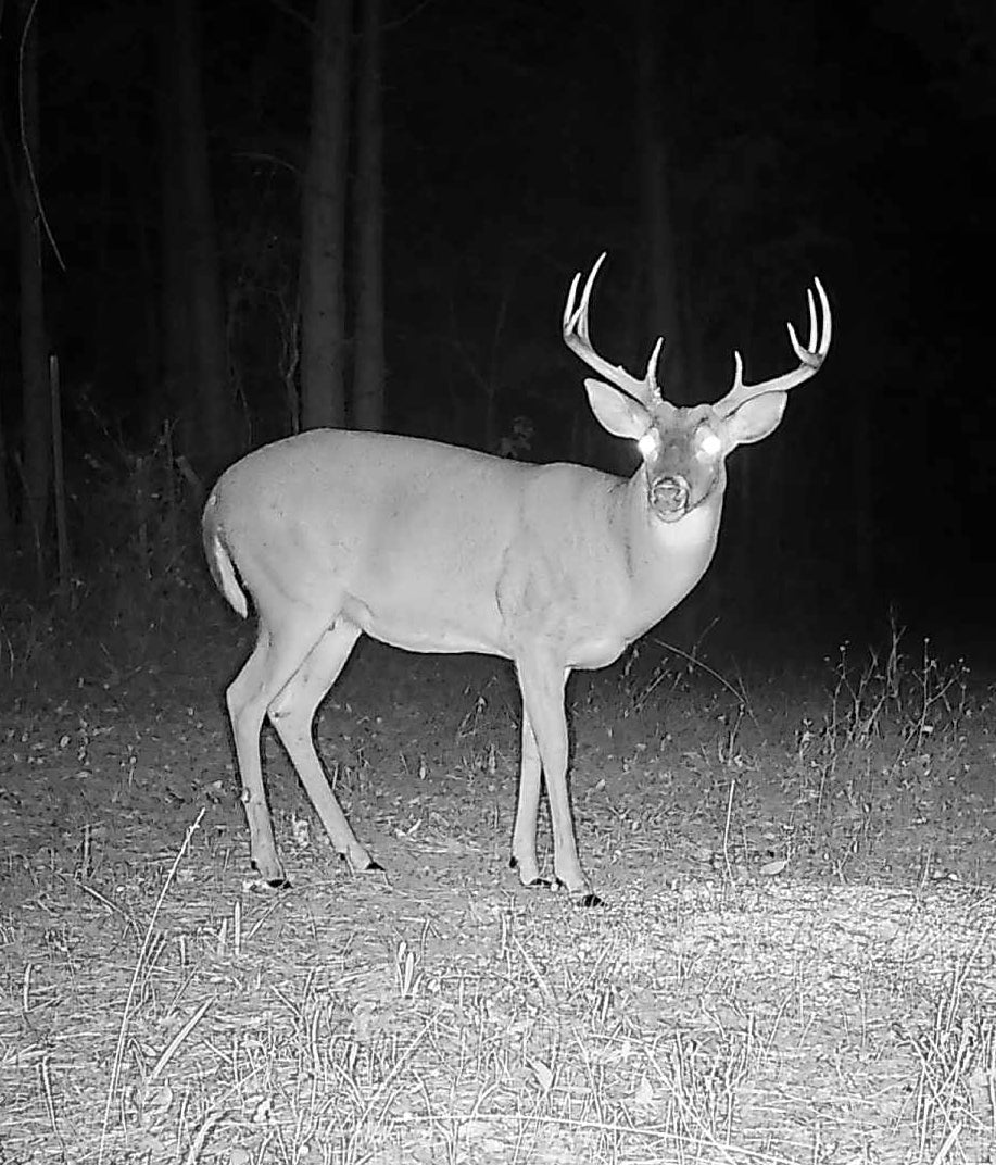 How to Build the Perfect Deer Attraction Site That Keeps Bucks Coming Back
