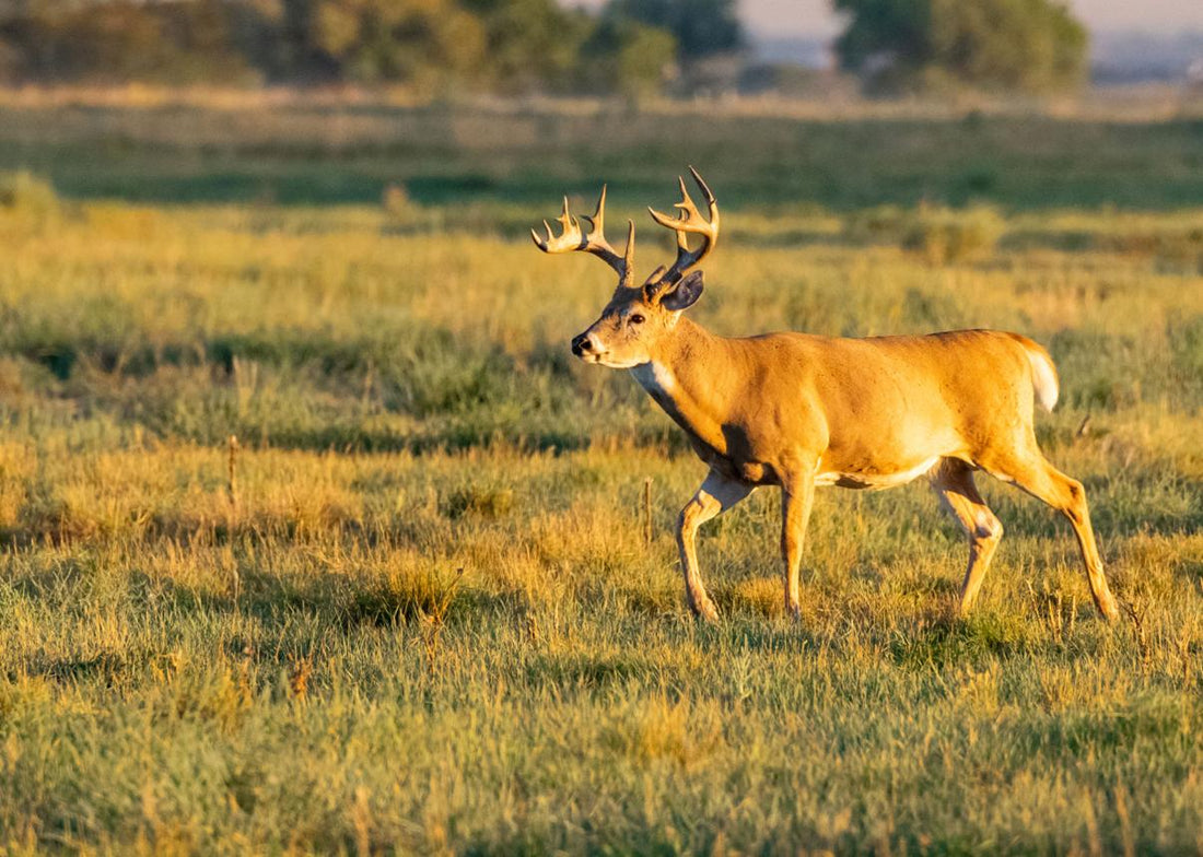 How Weather Changes Deer Movement: What Every Hunter Should Know