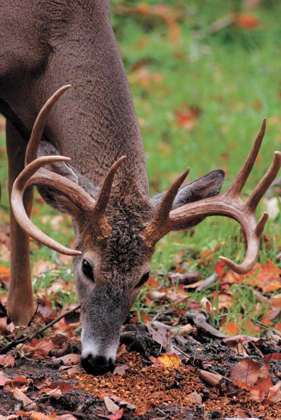 How to Pattern Mature Bucks Before Deer Season Opens