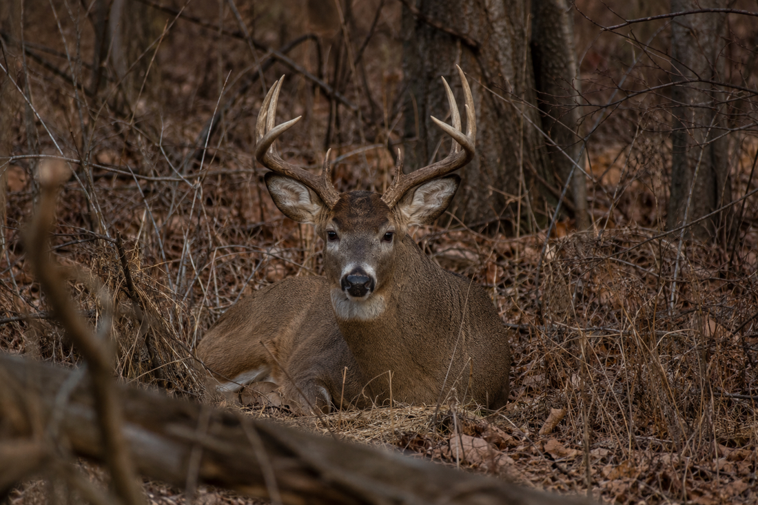 Can You Change a Deer's Habits? The Answer Might Surprise You.