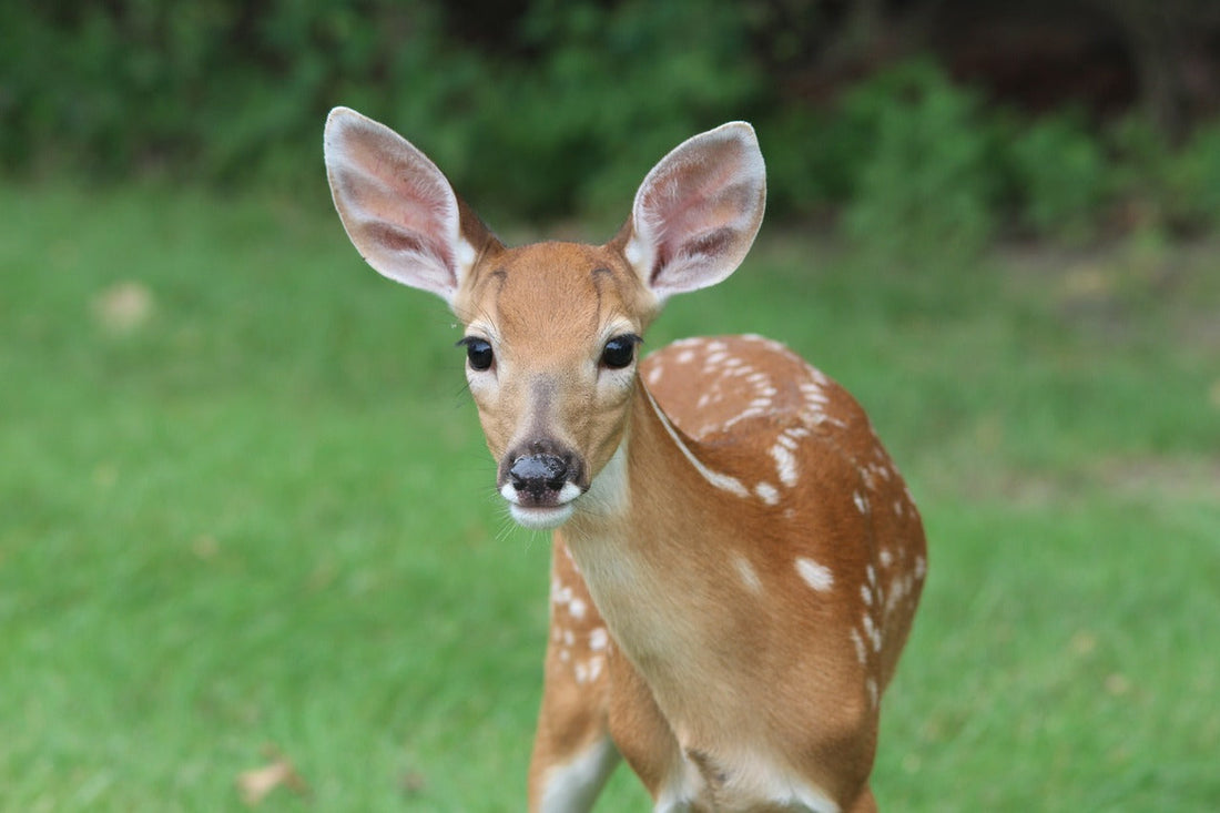 The Hidden Nutrient Thieves Affecting Your Deer Herd