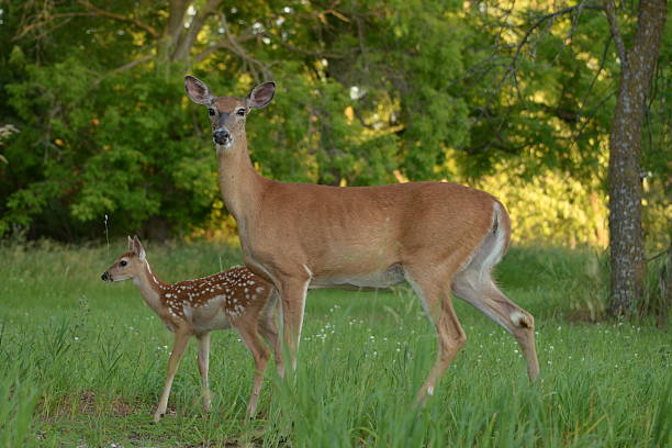 How Ticks, Fleas, and Flies Affect Deer Health—and Why Managing Parasites Matters