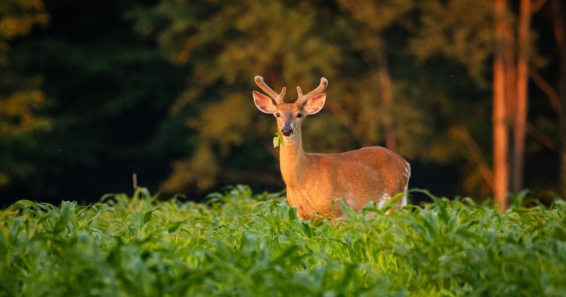 How Long Before Opening Day Should You Start Feeding Deer?