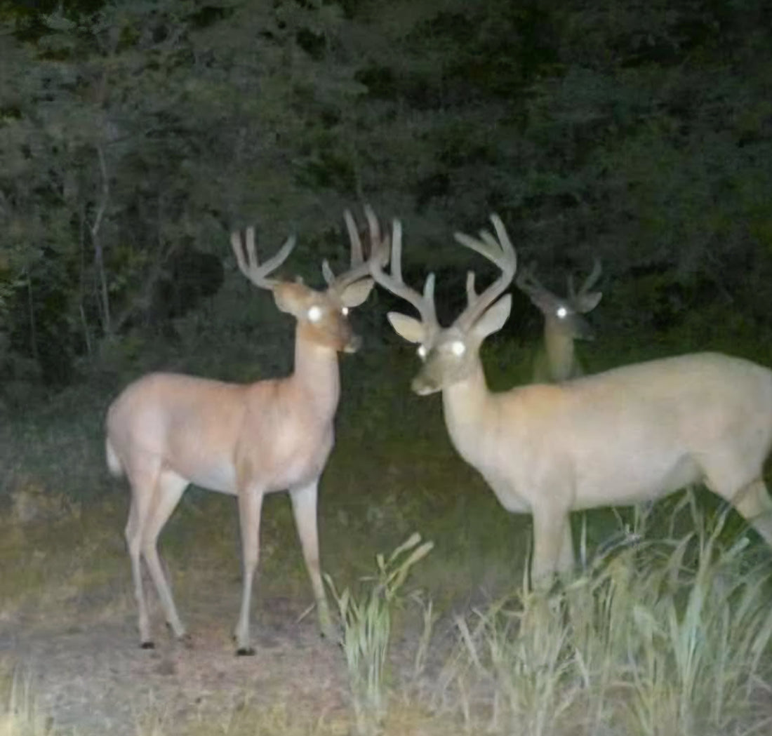 Salt Blocks Are Only Part of the Equation: Building a Better Mineral Site for Whitetails